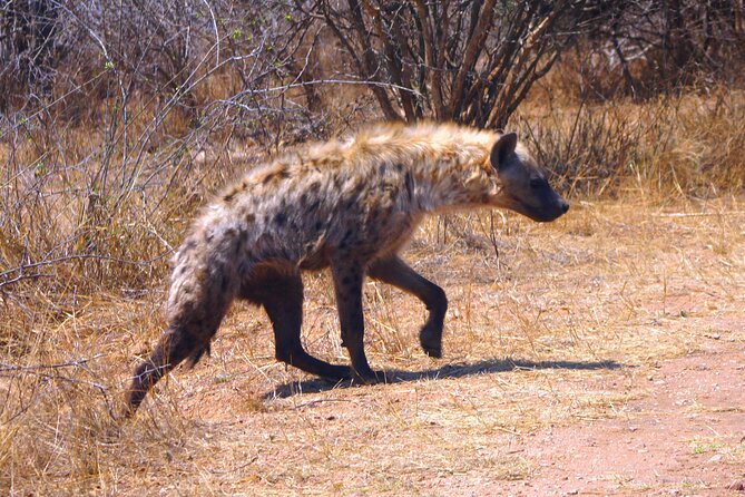 Economic 1-Day Kruger Safari from Maputo - The drive from Maputo: long, early, and actually part of the experience