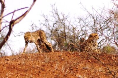 Economic 1-Day Kruger Safari from Maputo - Price and value: $184.62 can feel like a bargain