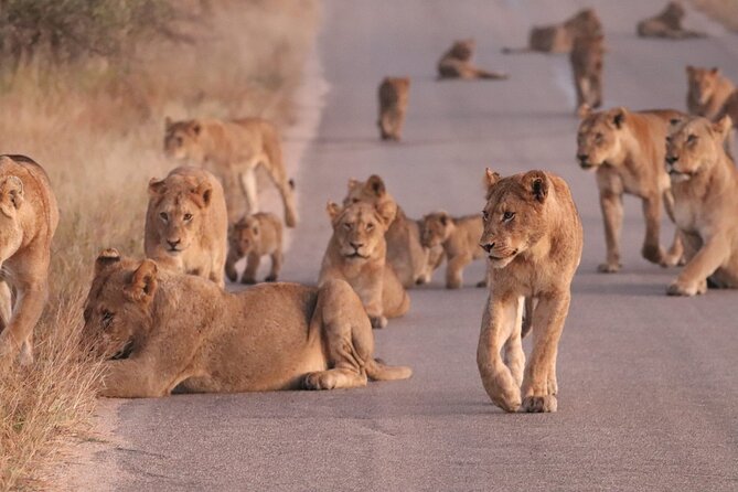 Economic 1-Day Kruger Safari from Maputo - Entering Kruger: why the first hours matter so much