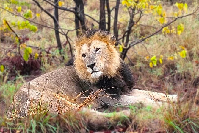 Economic 1-Day Kruger Safari from Maputo - Wildlife viewing style: “secret spots” that are really good positioning