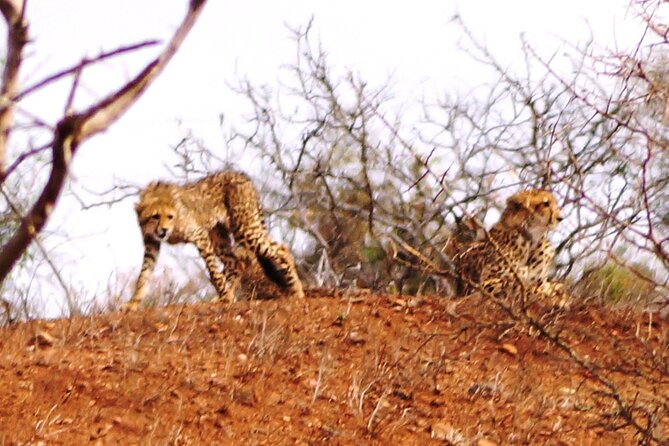 Economic 1-Day Kruger Safari from Maputo - Price and value: $184.62 can feel like a bargain