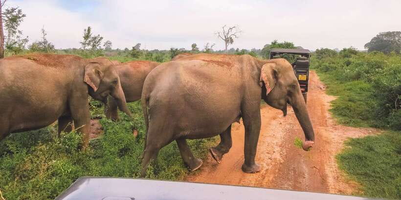 Ella: Shuttle to Tangalle/Mirissa/Galle & Udawalawa Safari - Ella to Udawalawe to Mirissa and beyond: the day’s flow