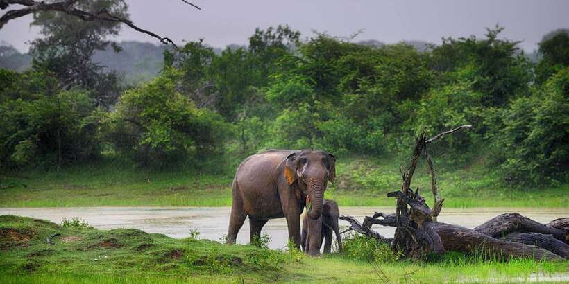 Ella: Shuttle to Tangalle/Mirissa/Galle w Udawalawe Safari - Key things I’d prioritize on this Ella to Udawalawe to Down South day