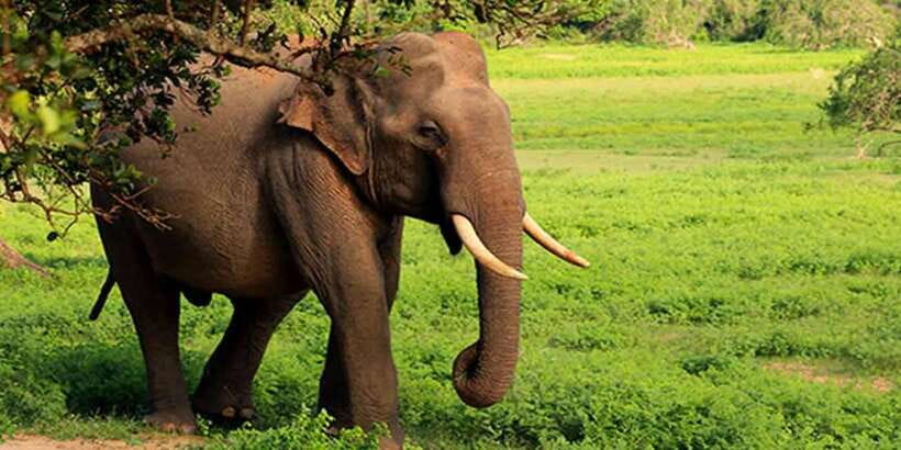 Ella: Shuttle to Tangalle/Mirissa/Galle w Udawalawe Safari - Guides Like Pathum and Koshala: Why the Human Touch Matters