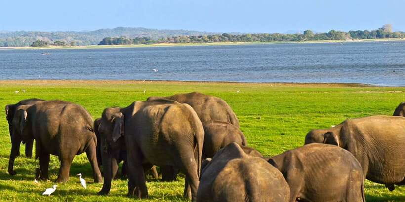 Ella: Shuttle to Tangalle/Mirissa/Galle w Udawalawe Safari - It’s Not a Food Tour: Plan Your Day Around the Safari