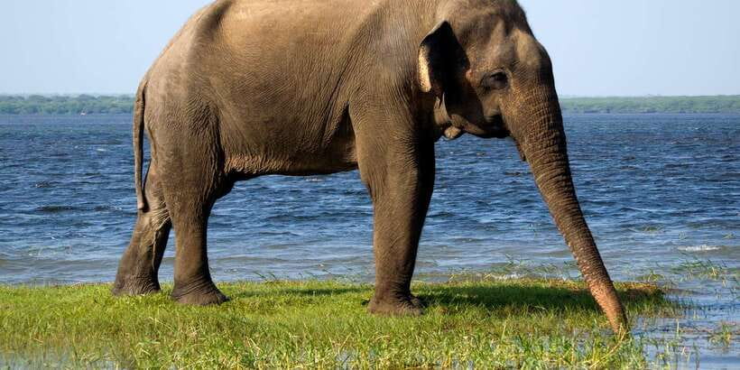 Ella: Shuttle to Tangalle/Mirissa/Galle w Udawalawe Safari - Door-to-Door Pickups and Air-Conditioned Road Comfort