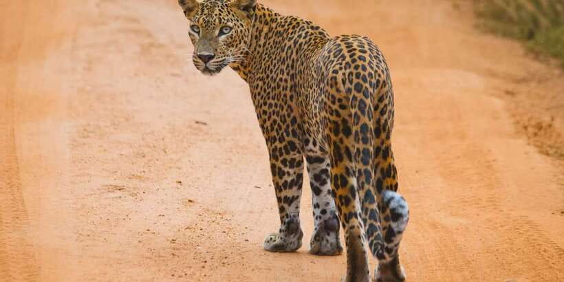 ELLA to TANGALLE/MIRISSA/GALLE Shuttle & YALA Safari - Ella to South Coast in One Day: Why This Combo Tour Makes Sense
