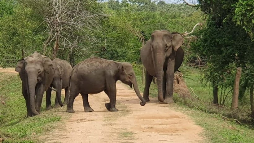 Ella: Yala Safari with Drop at Tangalle/ Hiriketiya/ Mirissa - Key highlights to know before you go