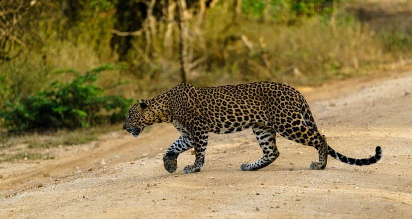 Ella: Yala Safari with Drop at Tangalle/ Hiriketiya/ Mirissa - Ella to Yala National Park: the road trip you actually feel