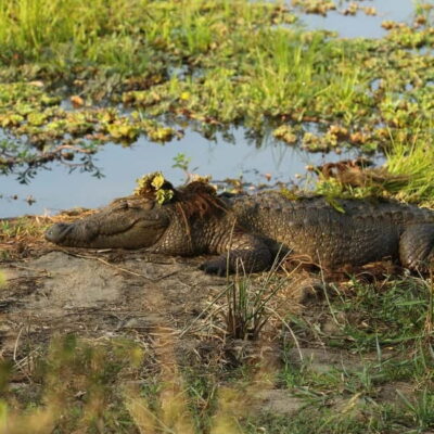 Ella: Yala Safari with Drop at Tangalle/ Hiriketiya/ Mirissa - Entering Yala: where leopards and elephants both matter