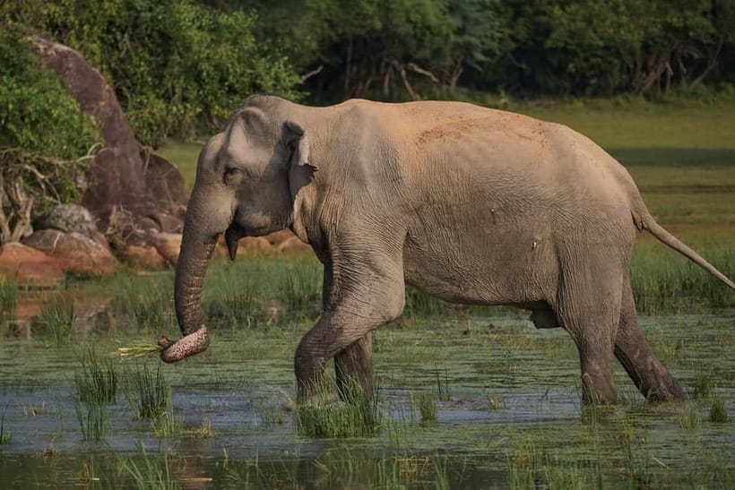 Ella: Yala Safari with Drop at Tangalle/ Hiriketiya/ Mirissa - Photo stops, comfort breaks, and what the guided time actually feels like