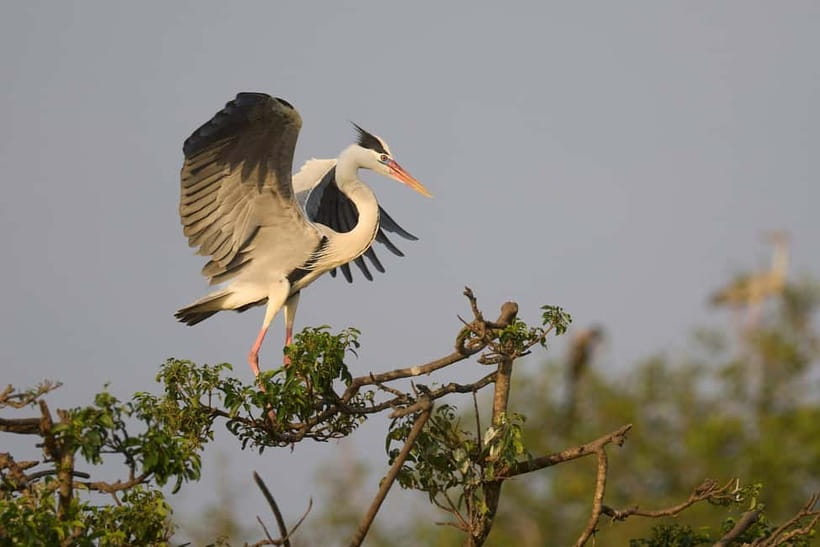Ella: Yala Safari with Drop at Tangalle/ Hiriketiya/ Mirissa - Practical tips to get the most out of your Yala day