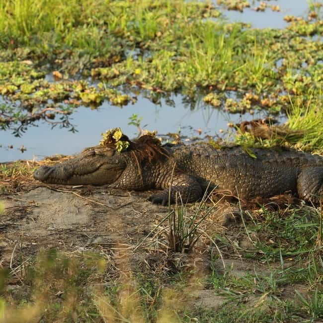 Ella: Yala Safari with Drop at Tangalle/ Hiriketiya/ Mirissa - Entering Yala: where leopards and elephants both matter