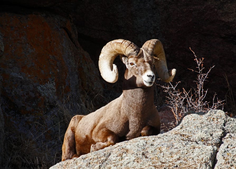 Estes Park: Rocky Mountain National Park Safari Tour - Quick hits to know before you ride