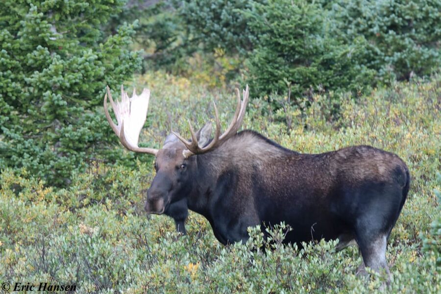 Estes Park: Rocky Mountain National Park Safari Tour - Trail Ridge Road summit, waterfall, and the tundra zone above 12,000 feet
