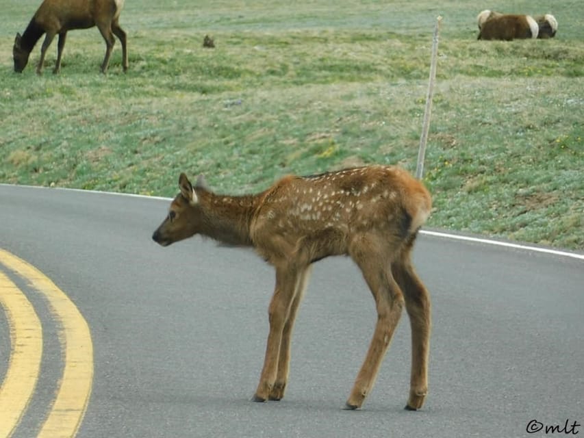 Estes Park: Rocky Mountain National Park Safari Tour - Wildlife spotting gets real when the guide runs the search