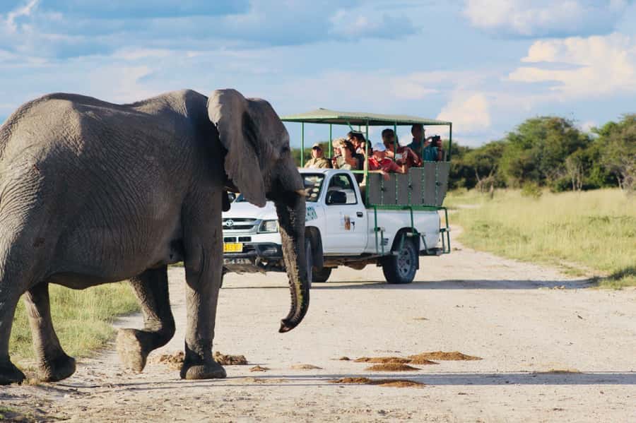 Etosha National Park: Full or Half-Day Game Drive - Key things I’d bet on