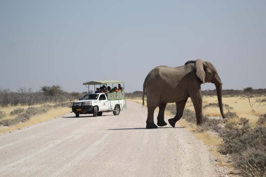 Etosha National Park: Full or Half-Day Game Drive - Etosha’s best start: why Anderson Gate opening time feels like an edge