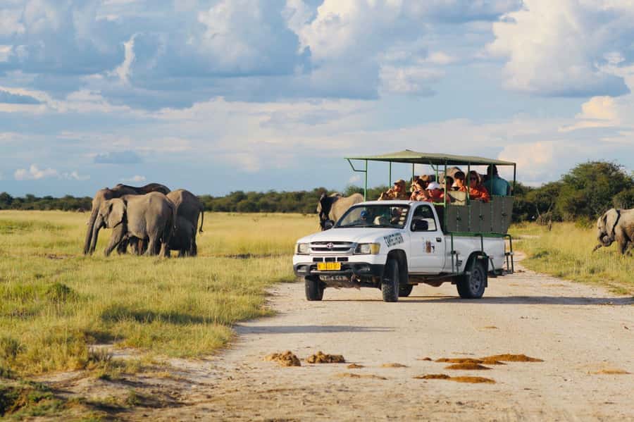Etosha National Park: Full or Half-Day Game Drive - The guide factor: how a born-and-raised Etosha guide actually improves your odds