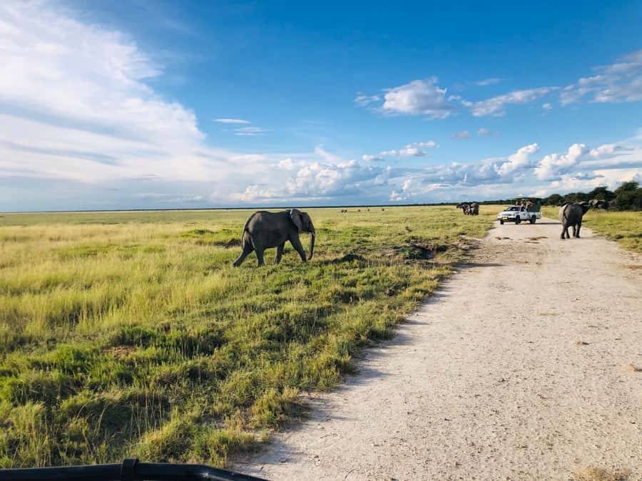 Etosha National Park: Full or Half-Day Game Drive - Morning route logic: how flexible stops work in real Etosha time