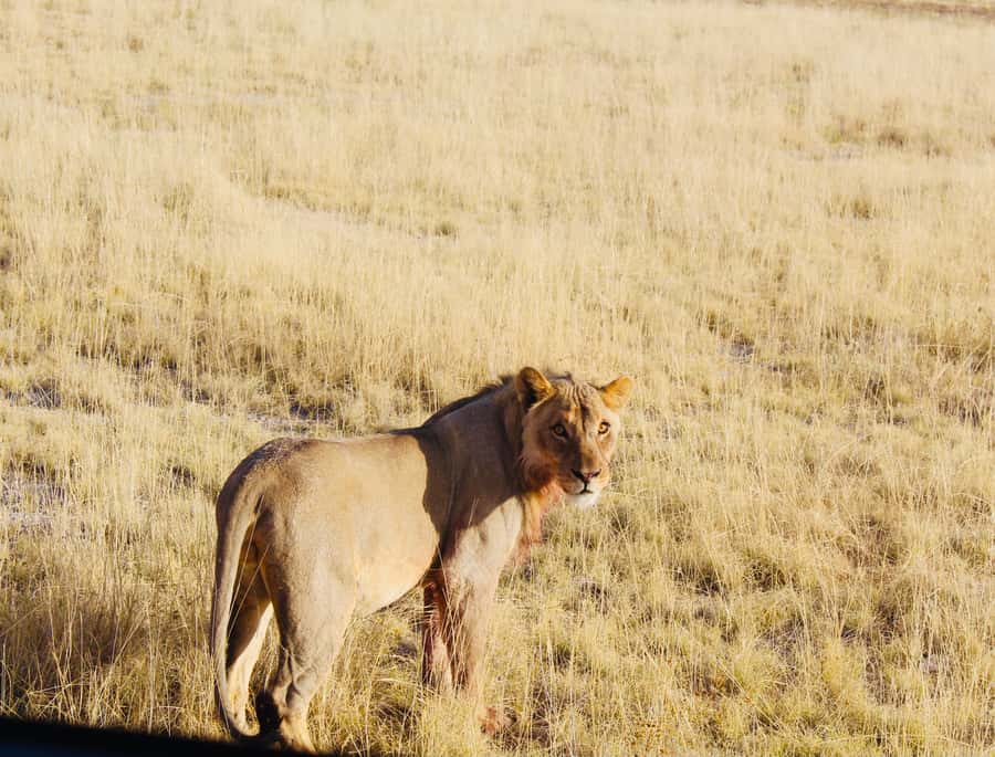 Etosha National Park: Full or Half-Day Game Drive - The midday break inside Etosha: why the timing feels smart
