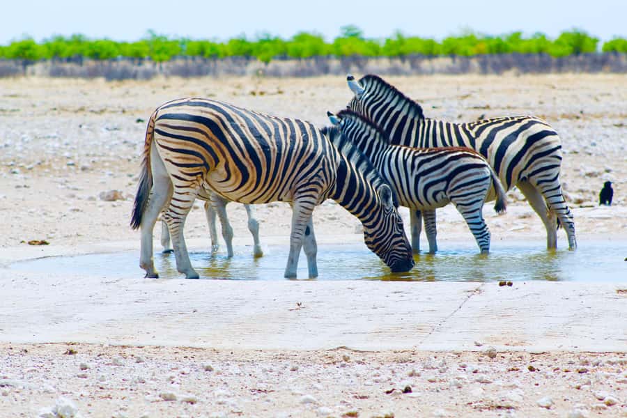 Etosha National Park: Full or Half-Day Game Drive - Price and value: what $123 buys (and what it doesn’t)