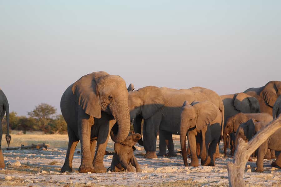 Etosha National Park: Full or Half-Day Game Drive - What to pack for Etosha in an open vehicle