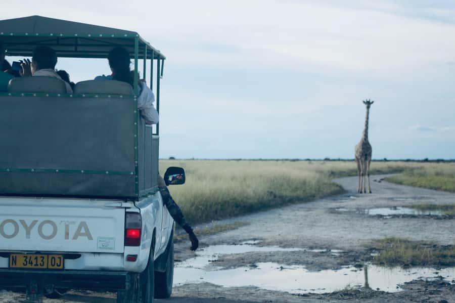 Etosha National Park: Full or Half-Day Game Drive - Who this safari suits best