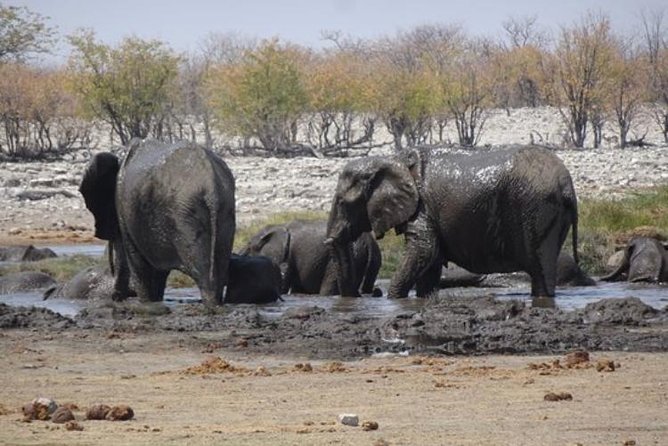 ETOSHA PARK SAFARI with local guides in 9-seater 4x4s - How the day is paced (and why that pacing helps)