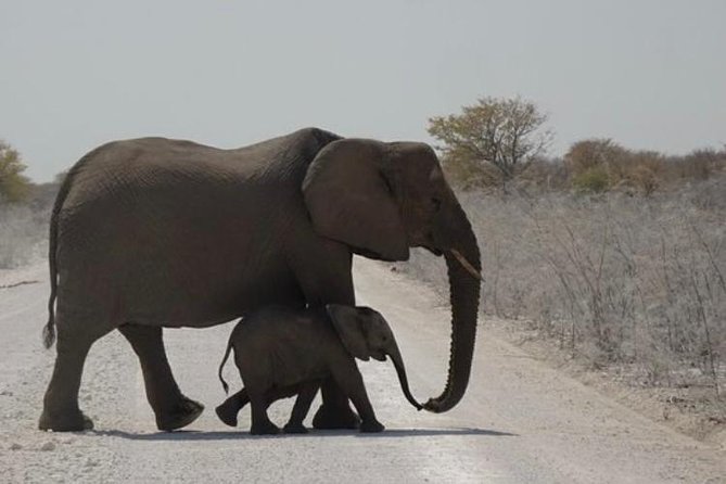 ETOSHA PARK SAFARI with local guides in 9-seater 4x4s - The guides: local terrain sense plus a good attitude