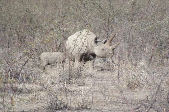 ETOSHA PARK SAFARI with local guides in 9-seater 4x4s - What you should realistically expect to see
