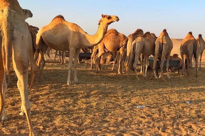 Evening Desert Safari Abu Dhabi with Hot BBQ Dinner - Hot BBQ Dinner + The Show Schedule: What Your Evening Sounds Like