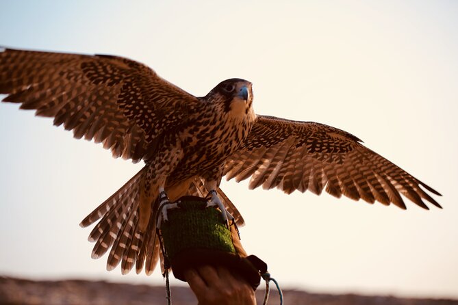 Evening Desert Safari Abu Dhabi with Hot BBQ Dinner - Should You Book This Evening Desert Safari with Hot BBQ Dinner?