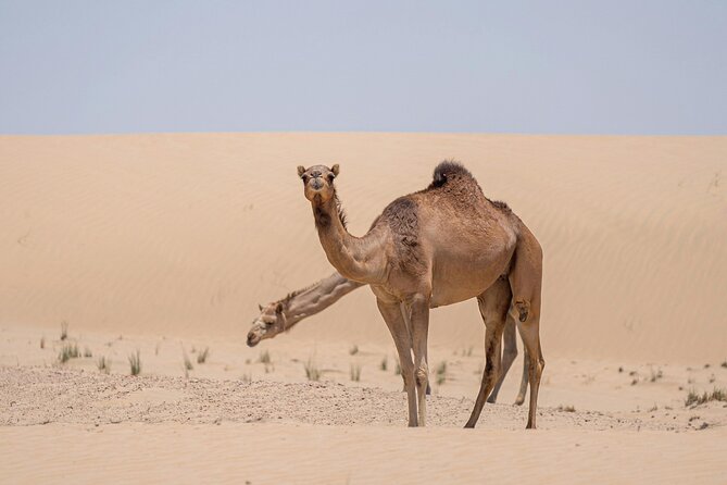 Evening Red Dunes Desert Safari In Dubai - Oasis Palm Tourism Camp: Dance, Tanoura, and the Fire Show on Evening Slots