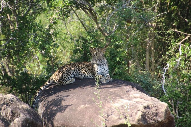 Evening Safari - Yala National Park with Janaka safari - 02.00 pm to 06.30 pm - The leopard-first search: how the safari actually works