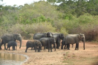 Evening Safari - Yala National Park with Janaka safari - 02.00 pm to 06.30 pm - More wildlife than you expect: what to watch for besides the leopard