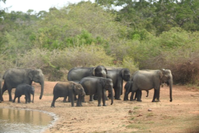 Evening Safari - Yala National Park with Janaka safari - 02.00 pm to 06.30 pm - More wildlife than you expect: what to watch for besides the leopard