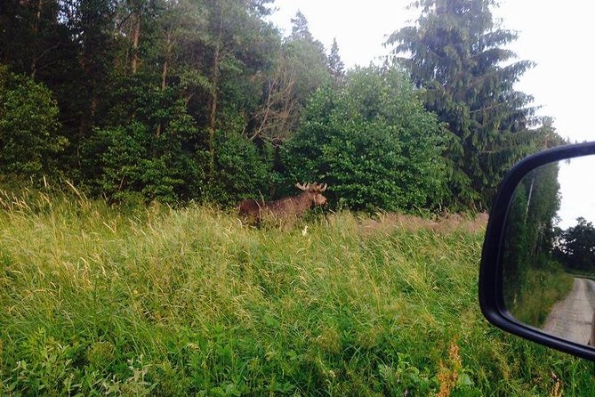 Evening Wildlife Safari from Stockholm - How this van-based twilight safari improves your odds