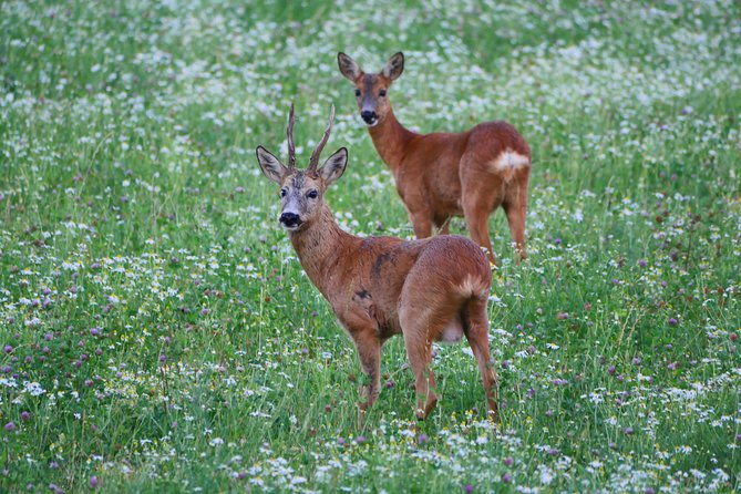 Evening Wildlife Safari from Stockholm - Guides and the small-group feel: what makes the evening click