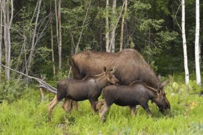 Evening Wildlife Safari from Stockholm - Wildlife safari reality check: bathrooms, light, and patience