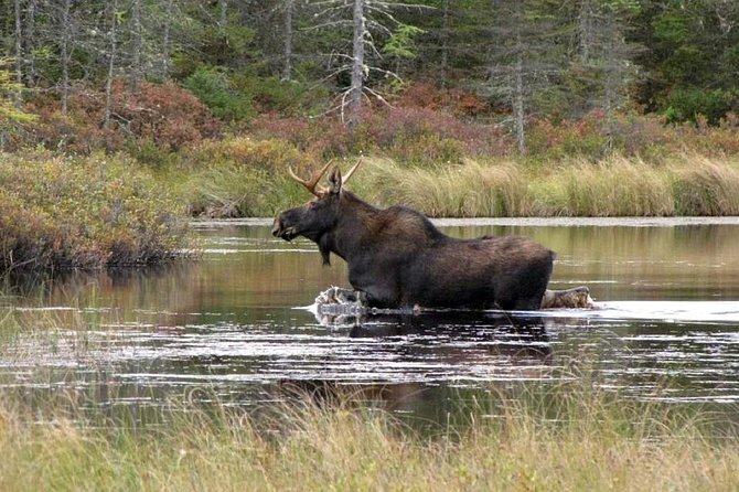 Evening Wildlife Safari Stockholm - Stockholm at dusk, with binoculars in your pocket