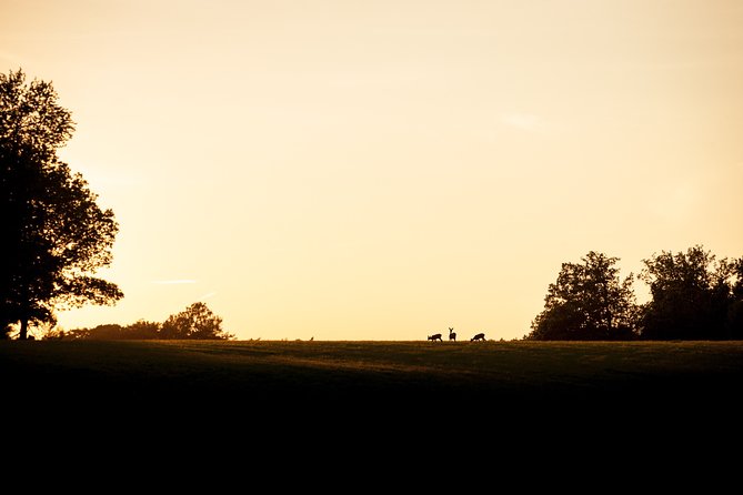 Evening Wildlife Safari Stockholm - Bornsjöns naturreservat: open-fire dinner with real sunset value