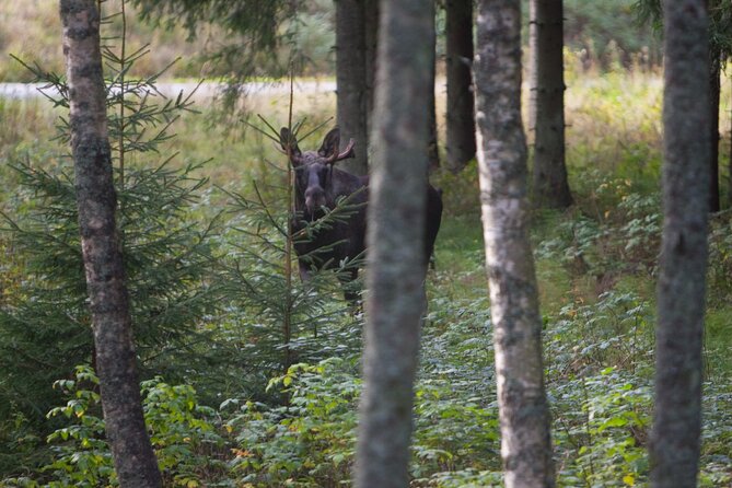Evening Wildlife Safari Stockholm - Bergåsa Gård countryside drive: where flashlights become your spotting tool