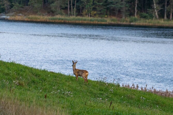 Evening Wildlife Safari with Campfire Dinner from Stockholm - Tyresta at night: why this safari feels different from city tours