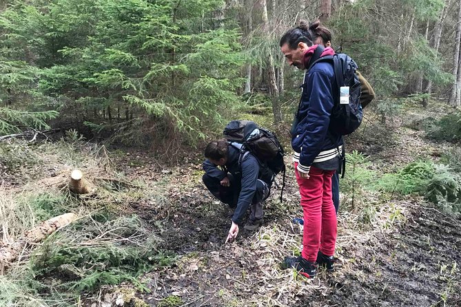 Evening Wildlife Safari with Campfire Dinner from Stockholm - Forest tracking around a lake: the first big reveal