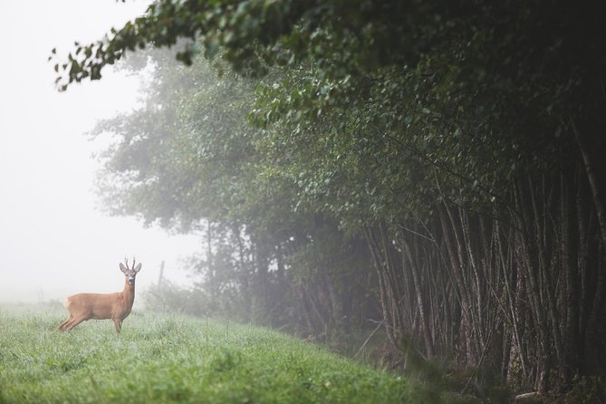 Evening Wildlife Safari with Campfire Dinner from Stockholm - Tour rhythm and what to expect minute by minute