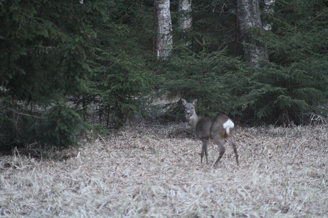 Evening Wildlife Safari with Campfire Dinner from Stockholm - What to bring for Stockholm winter nights (or shoulder season)