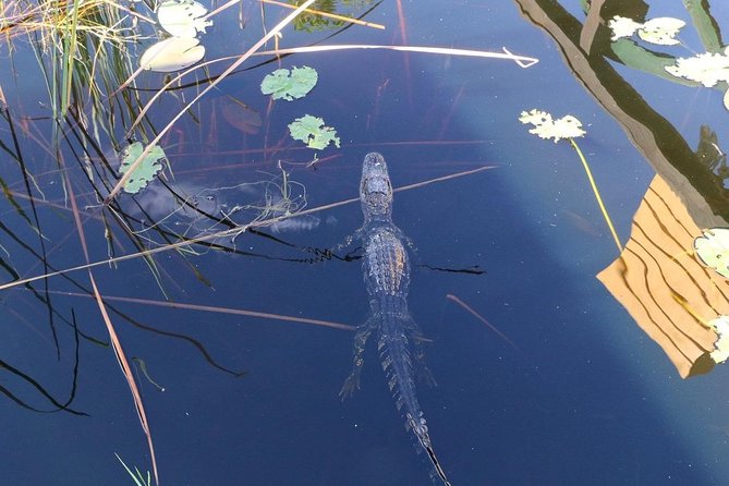 Everglades Airboat Safari Adventure with Transportation - From Lincoln Road to the swamp: what your Miami Double Decker day really looks like
