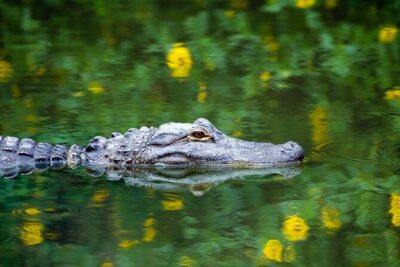 Everglades Airboat Safari Adventure with Transportation - The airboat ride through mangroves: why the captain’s route choice is the whole point