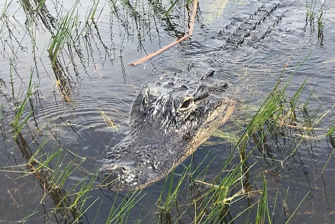 Everglades Airboat Safari Adventure with Transportation - Duration, delays, and why you should not plan your next outing too tightly